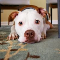 « Que fait-on si le chien de la voisine ne s’entend pas avec le chat du voisin ? »